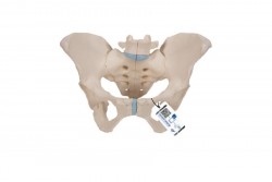 Model szkieletu miednicy żeńskiej, 3 części- 3B Smart Anatomy- 1000285 [H20/1]